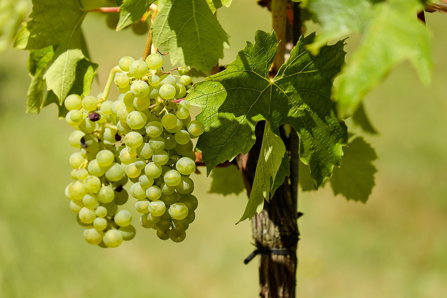 vignes tourisme loir et cher