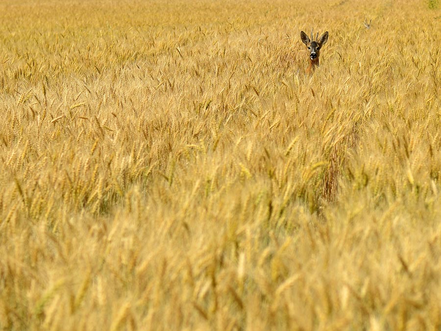 biche, loir et cher